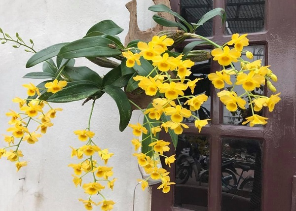 hoa lan