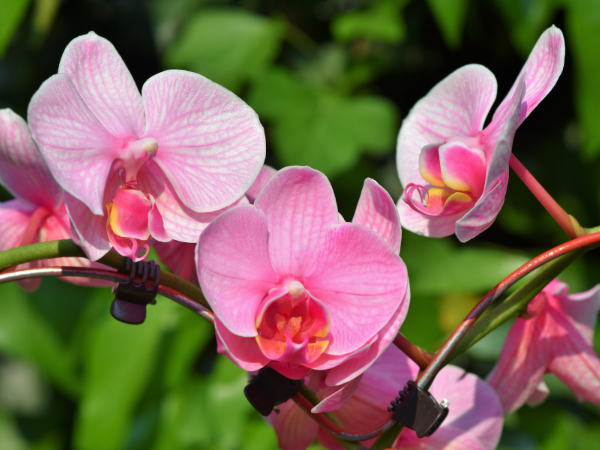 hoa lan