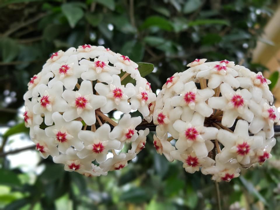 hoa lan