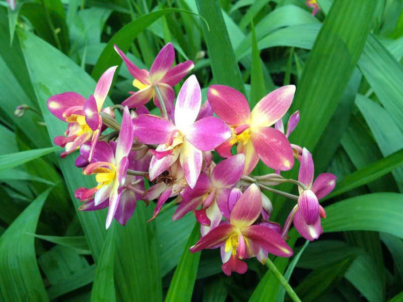 hoa lan
