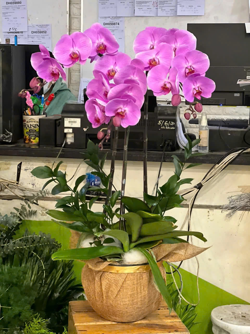 hoa lan