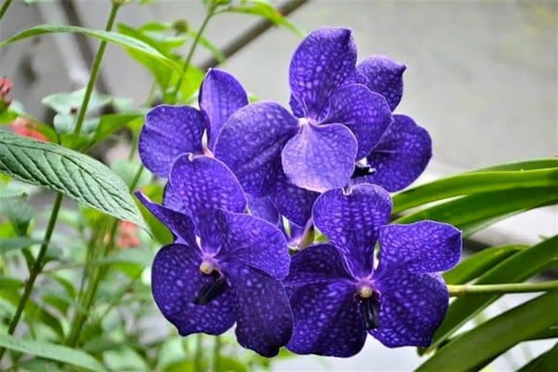hoa lan