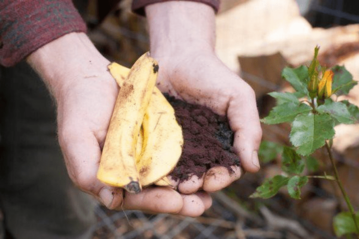 làm phân bón từ vỏ chuối