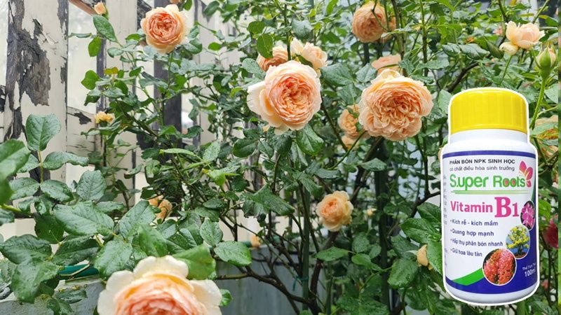 sử dụng vitamin b1 cho cây