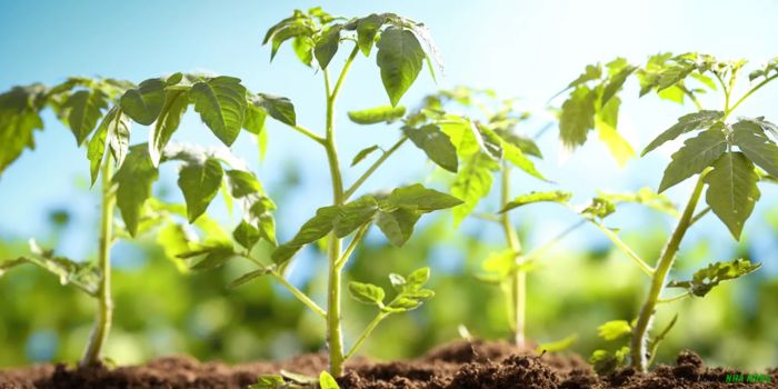 sử dụng vitamin b1 cho cây