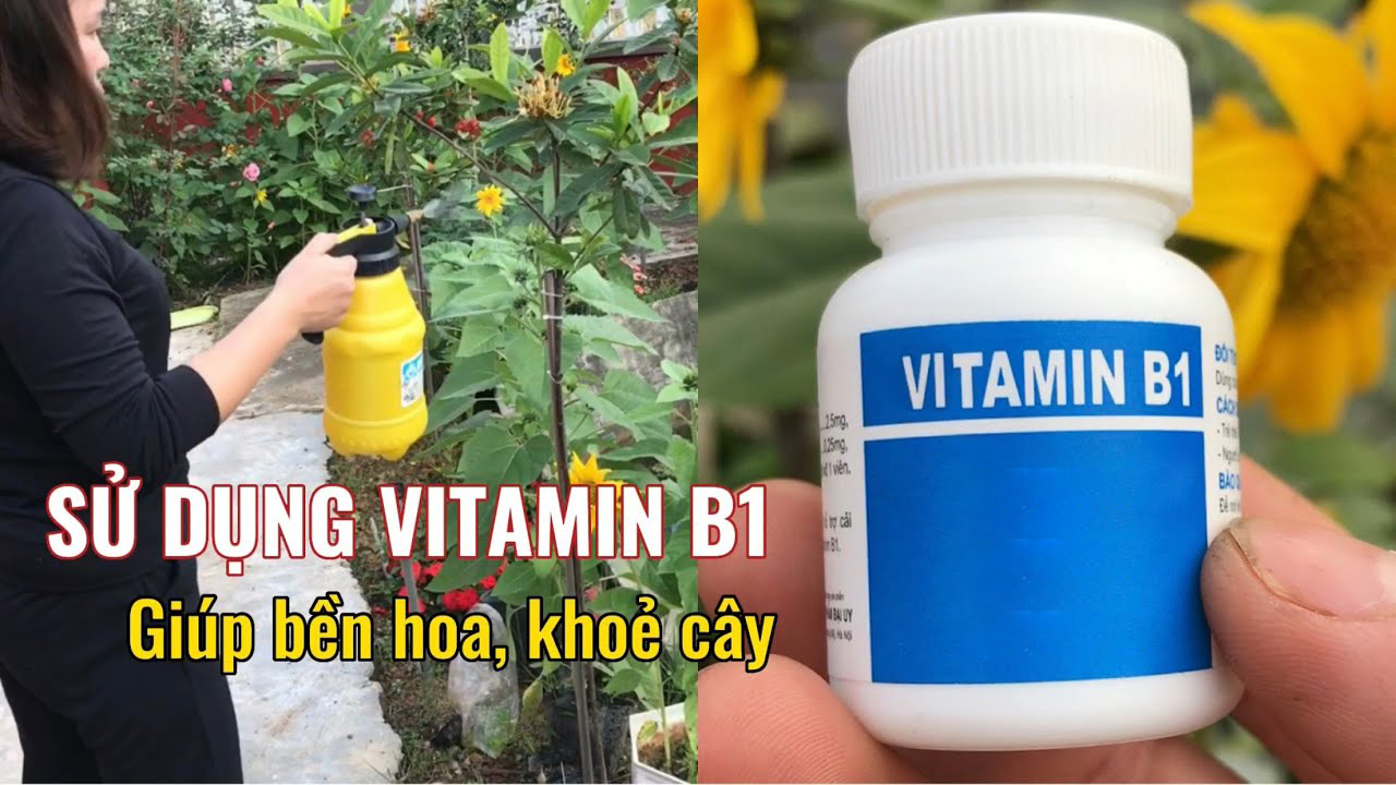 sử dụng vitamin b1 cho cây