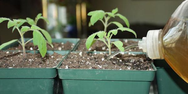 tưới cây bằng nước tiểu