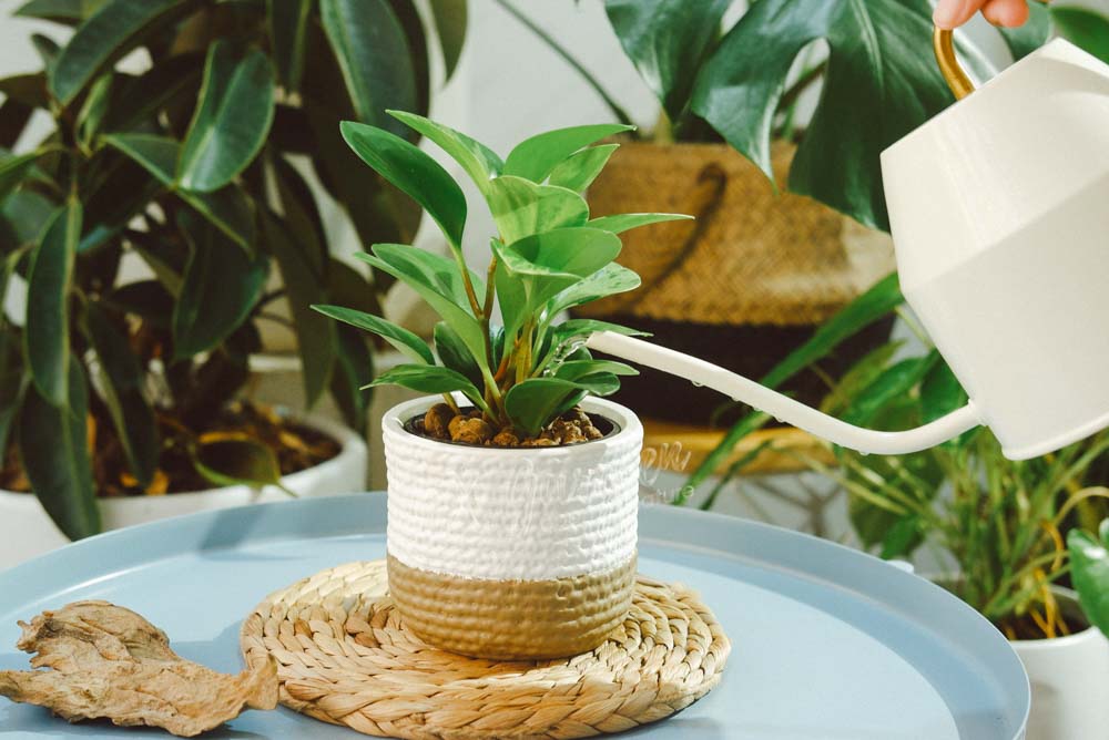 tưới nước cho cây