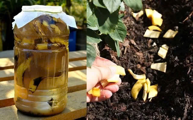 làm phân bón từ vỏ chuối