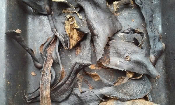 làm phân bón từ vỏ chuối