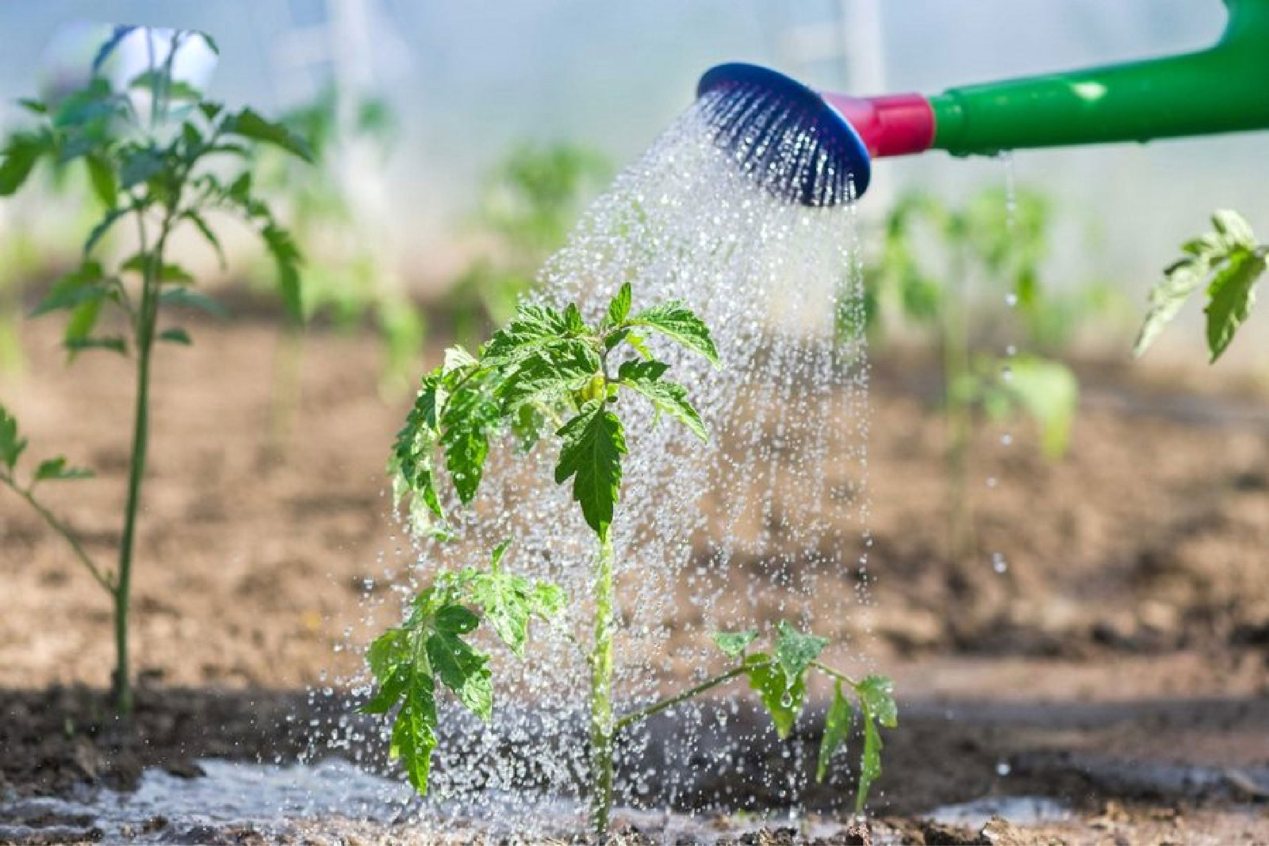 có mấy phương pháp tưới nước