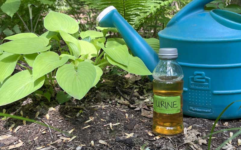 tưới cây bằng nước tiểu