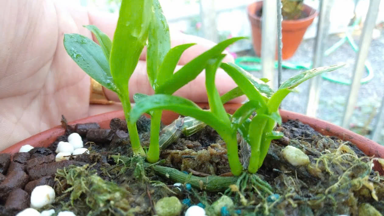 sử dụng vitamin b1 cho cây