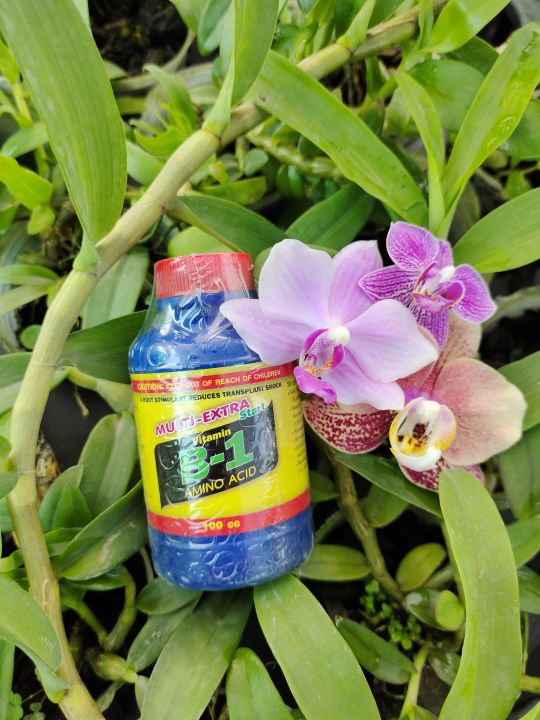 sử dụng vitamin b1 cho cây