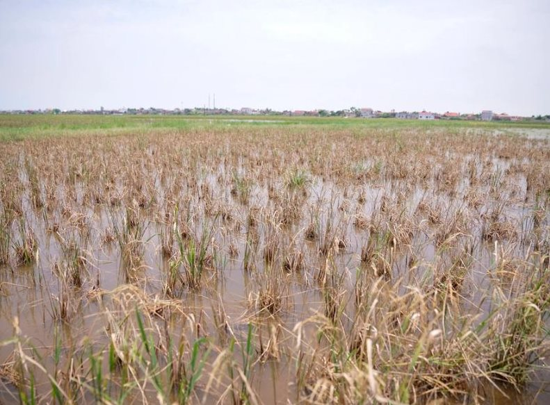 xử lý nước nhiễm mặn