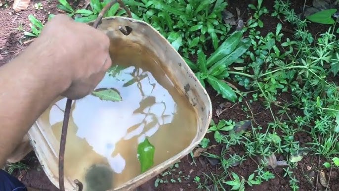 tưới cây bằng nước tiểu