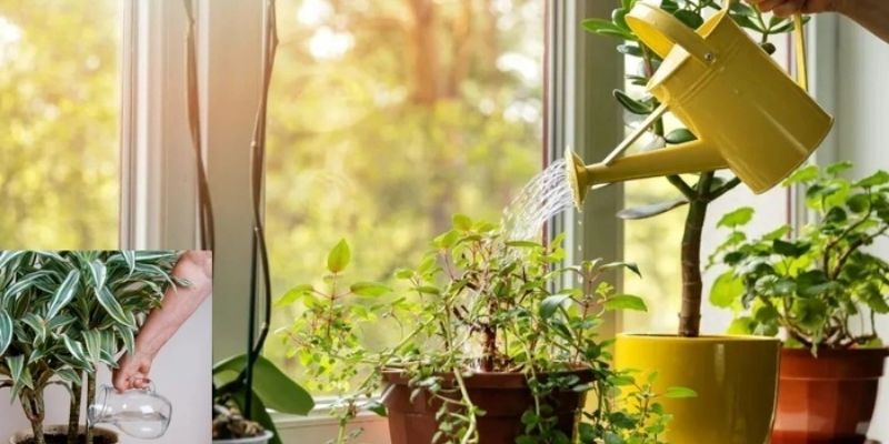 tưới cây bằng nước tiểu