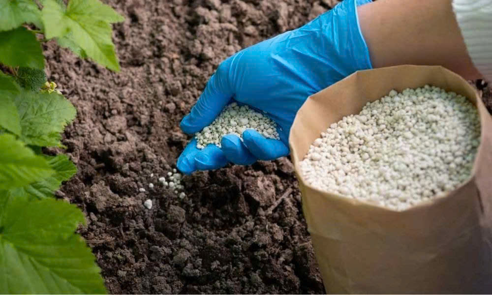 dịch vụ chăm sóc sân vườn