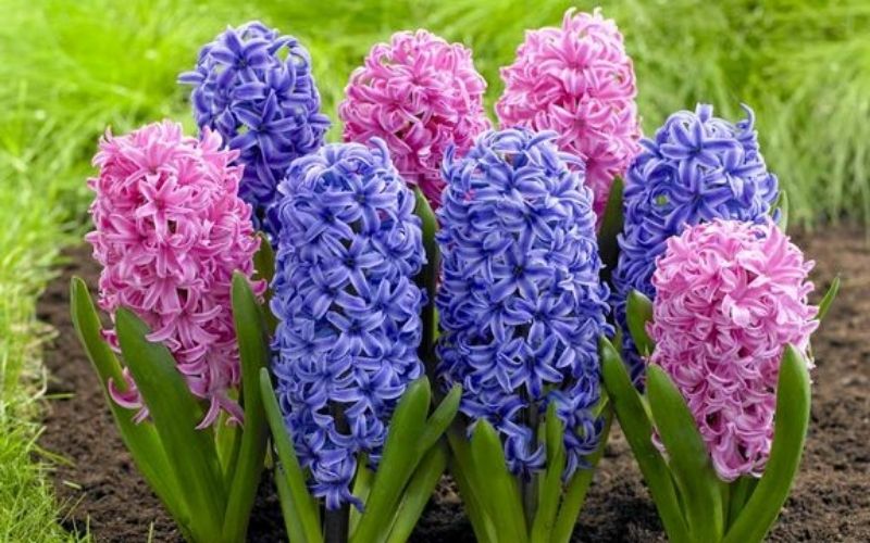 cách trồng hoa tiên ông