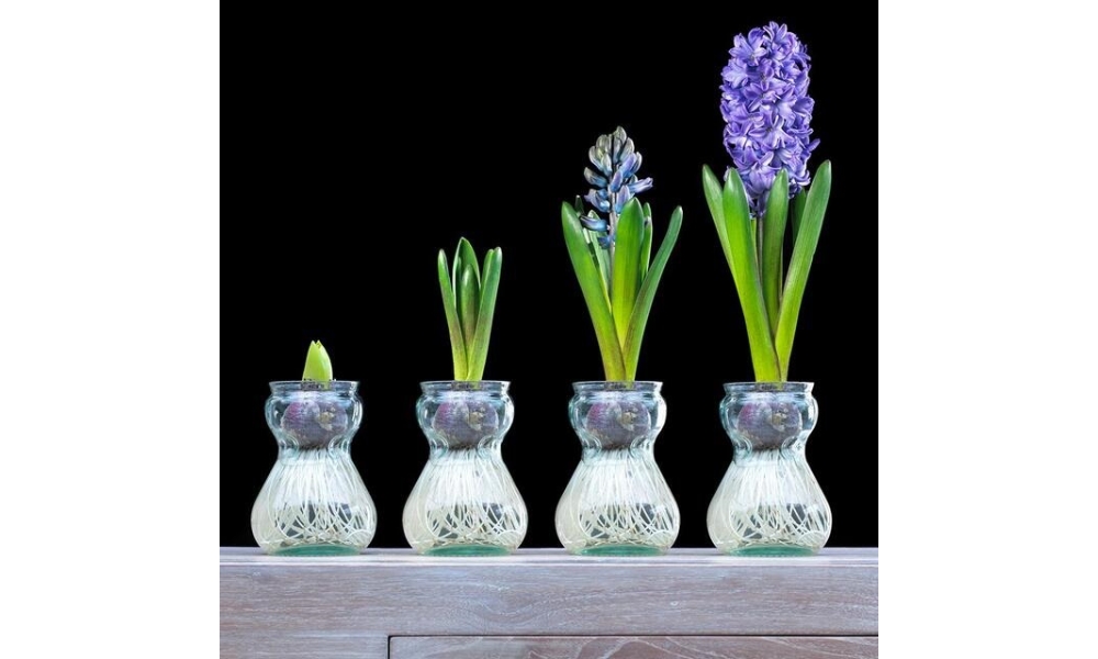 cách trồng hoa tiên ông