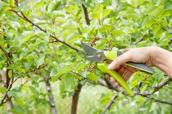 dịch vụ chăm sóc sân vườn