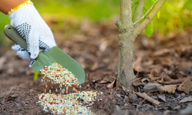 dịch vụ chăm sóc sân vườn