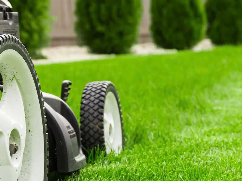 dịch vụ chăm sóc sân vườn