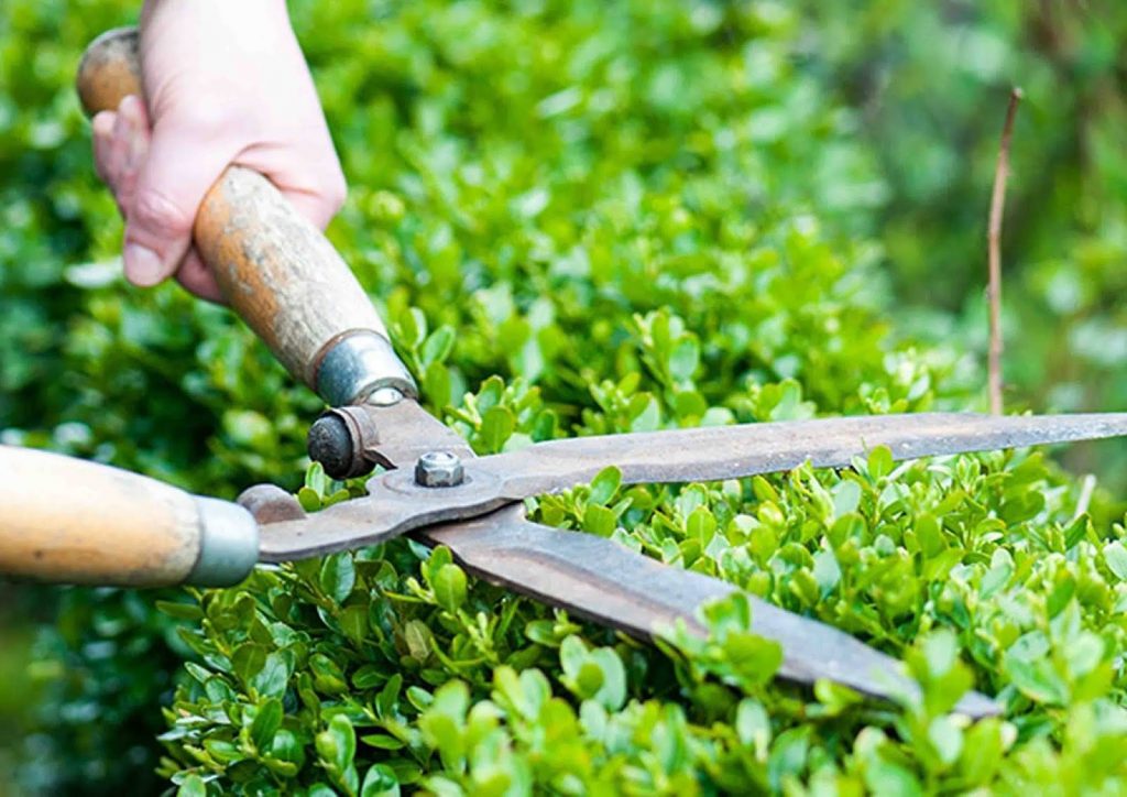 dịch vụ chăm sóc sân vườn