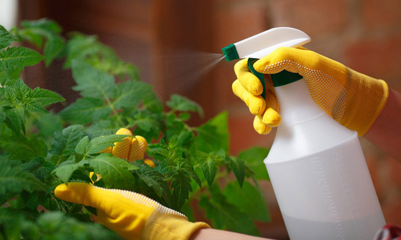 dịch vụ chăm sóc sân vườn