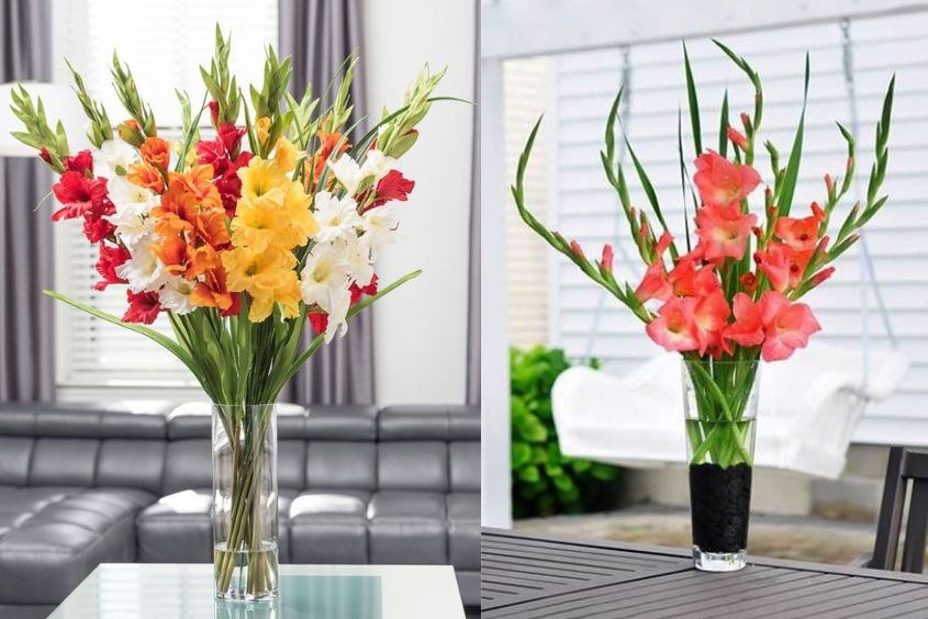 cách cắm hoa lay ơn