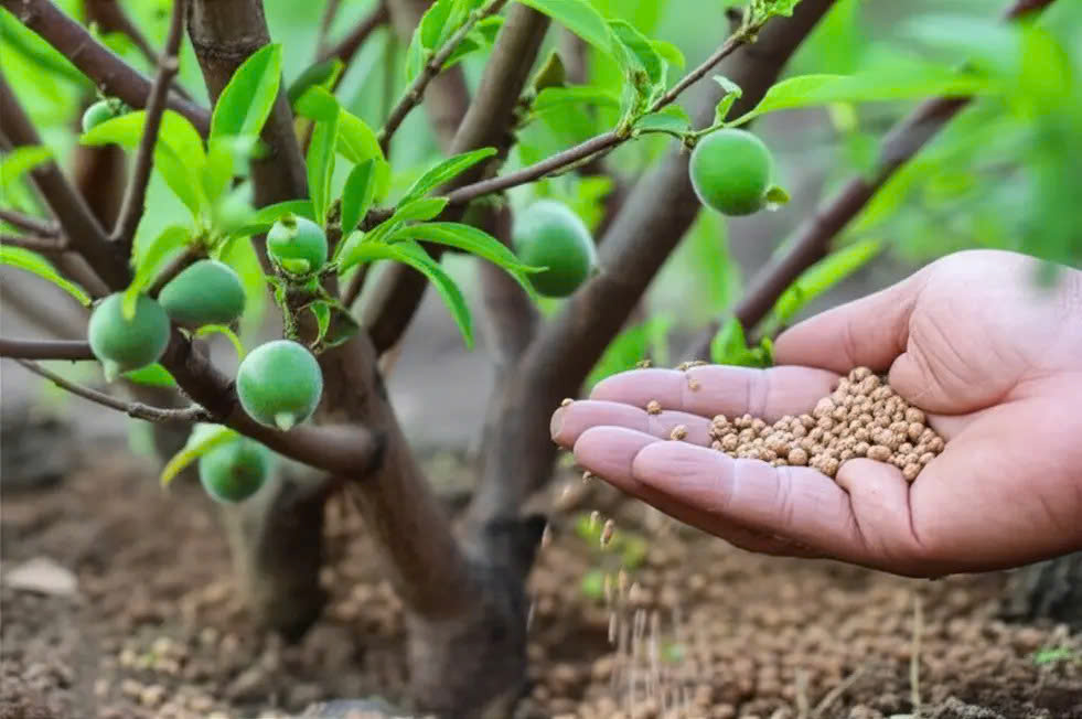 dinh dưỡng cây trồng