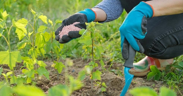 dinh dưỡng cây trồng