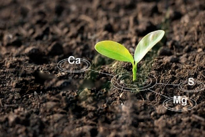 dinh dưỡng cây trồng