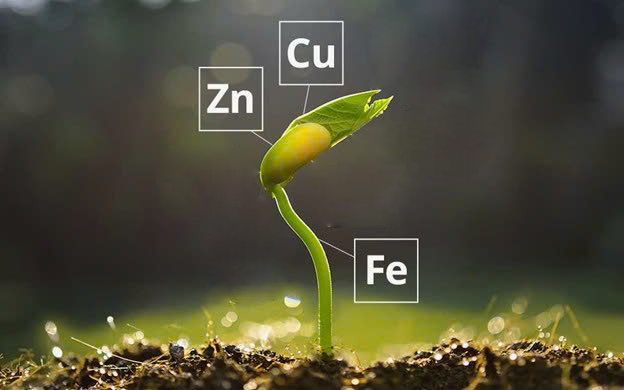 dinh dưỡng cây trồng