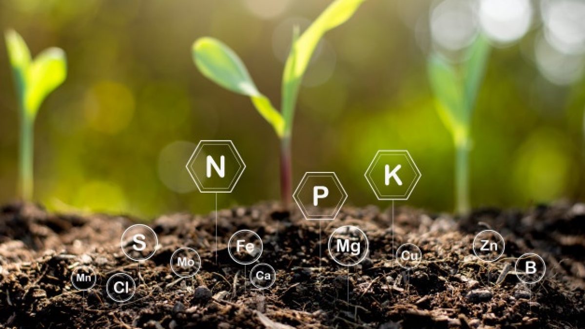 dinh dưỡng cây trồng
