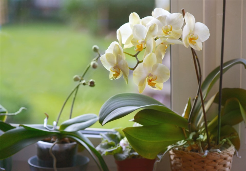 hoa lan hồ điệp