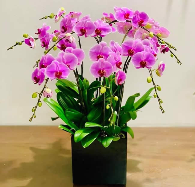 hoa lan hồ điệp