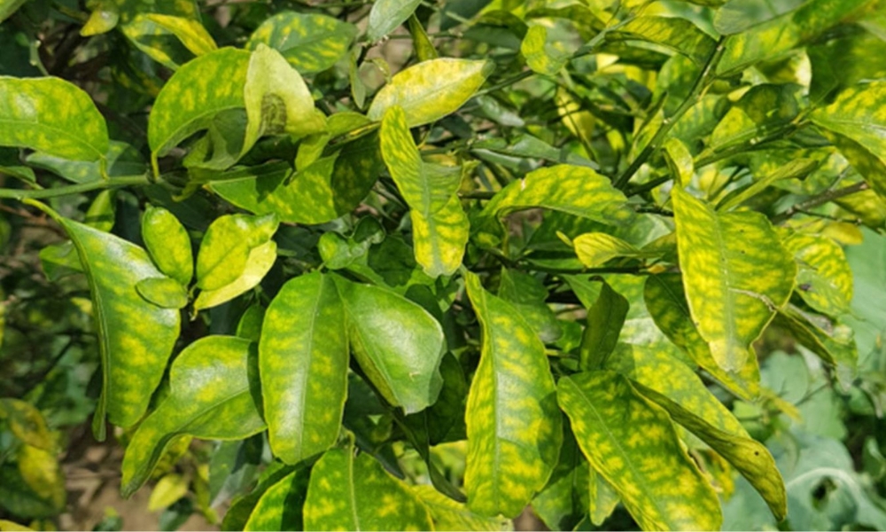 phân bón vi lượng