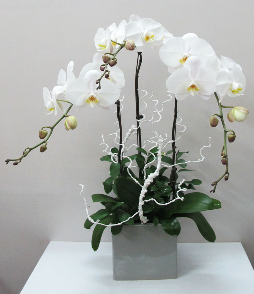 hoa lan hồ điệp