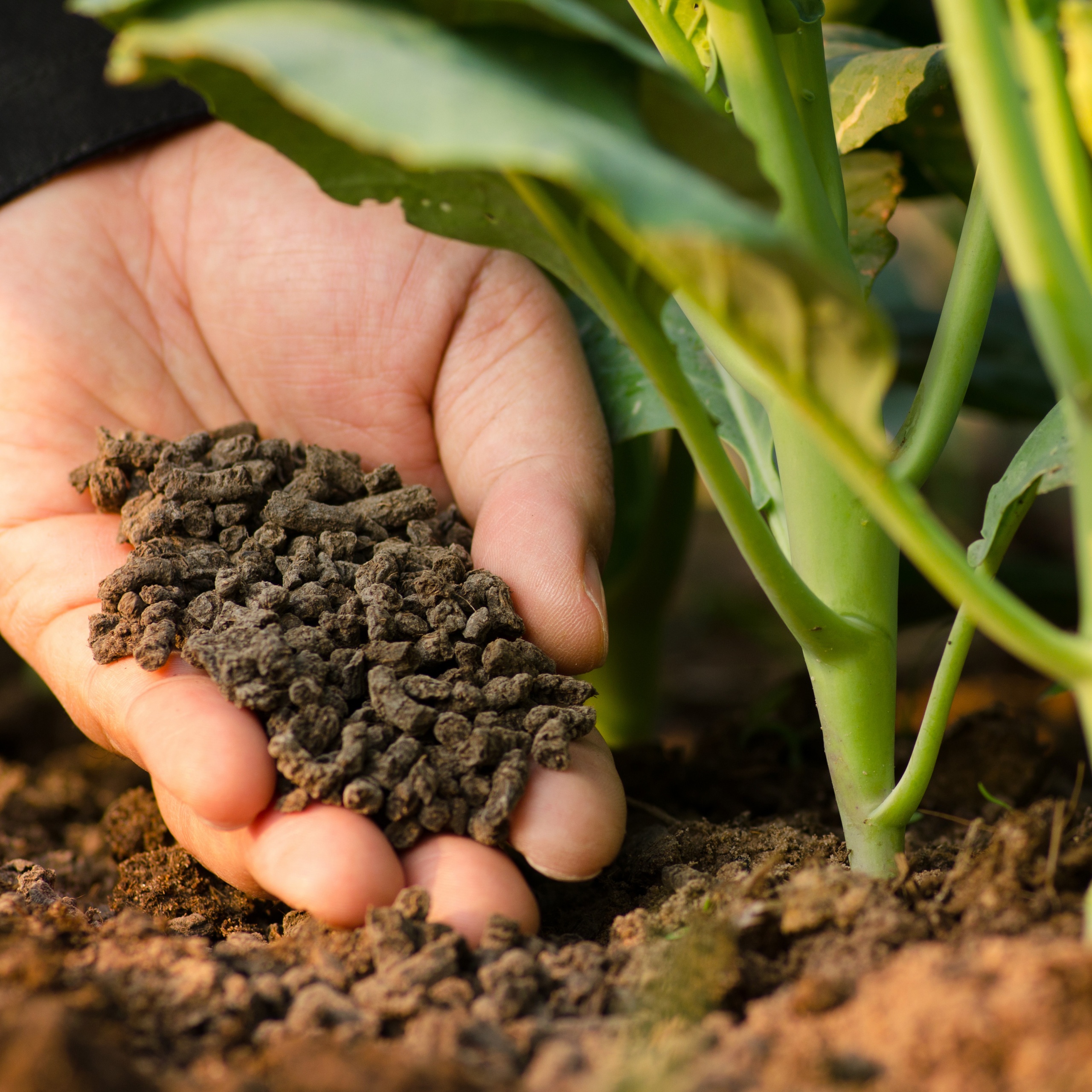 phân bón hữu cơ