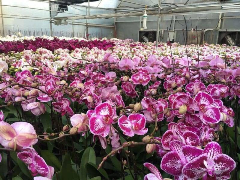 hoa lan hồ điệp