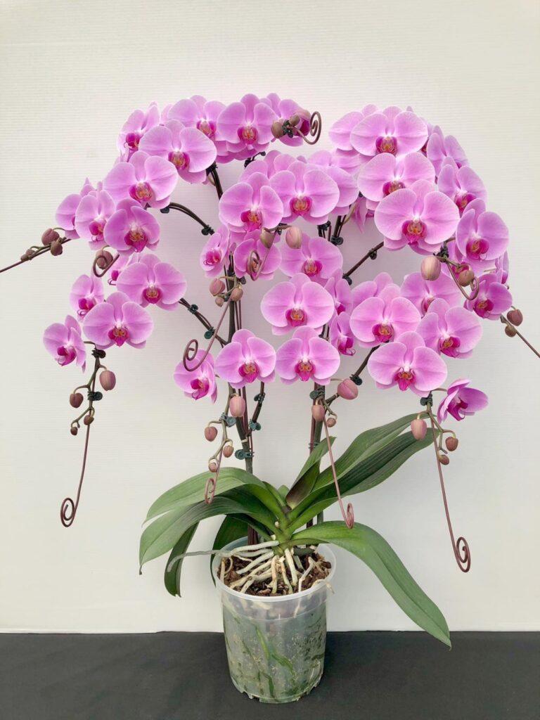 hoa lan hồ điệp