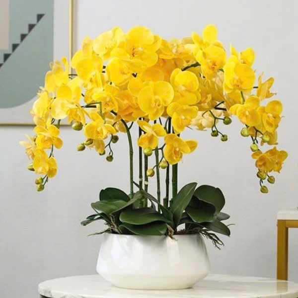 hoa lan hồ điệp