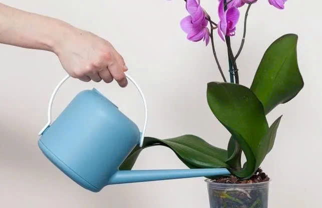 hoa lan hồ điệp