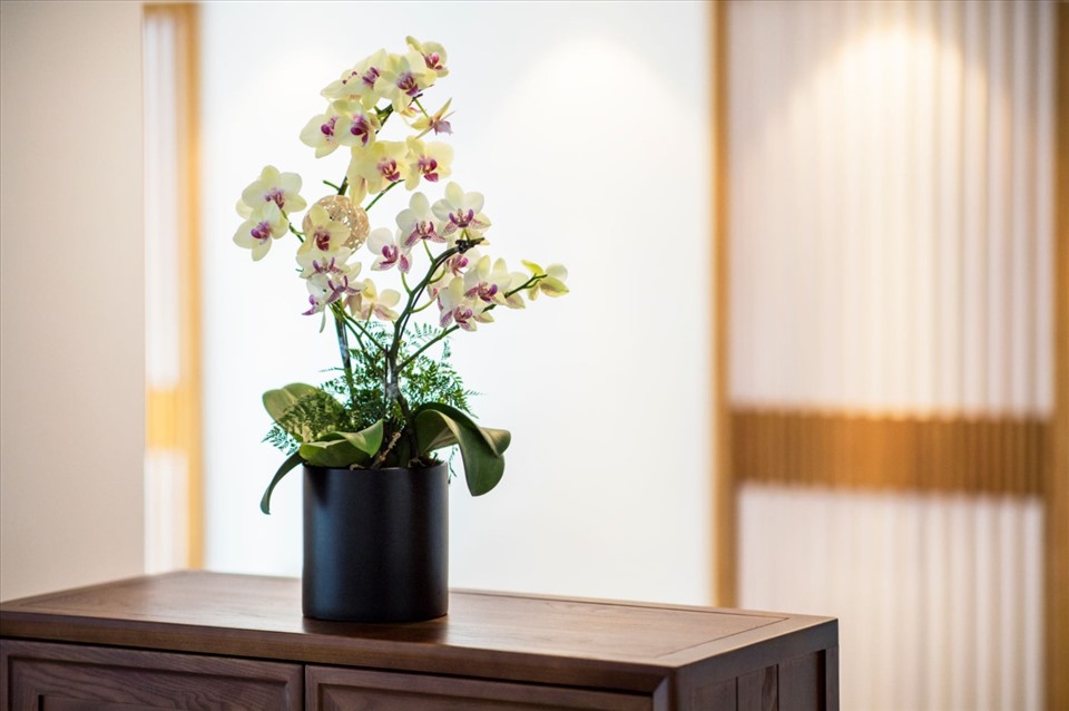 hoa lan hồ điệp