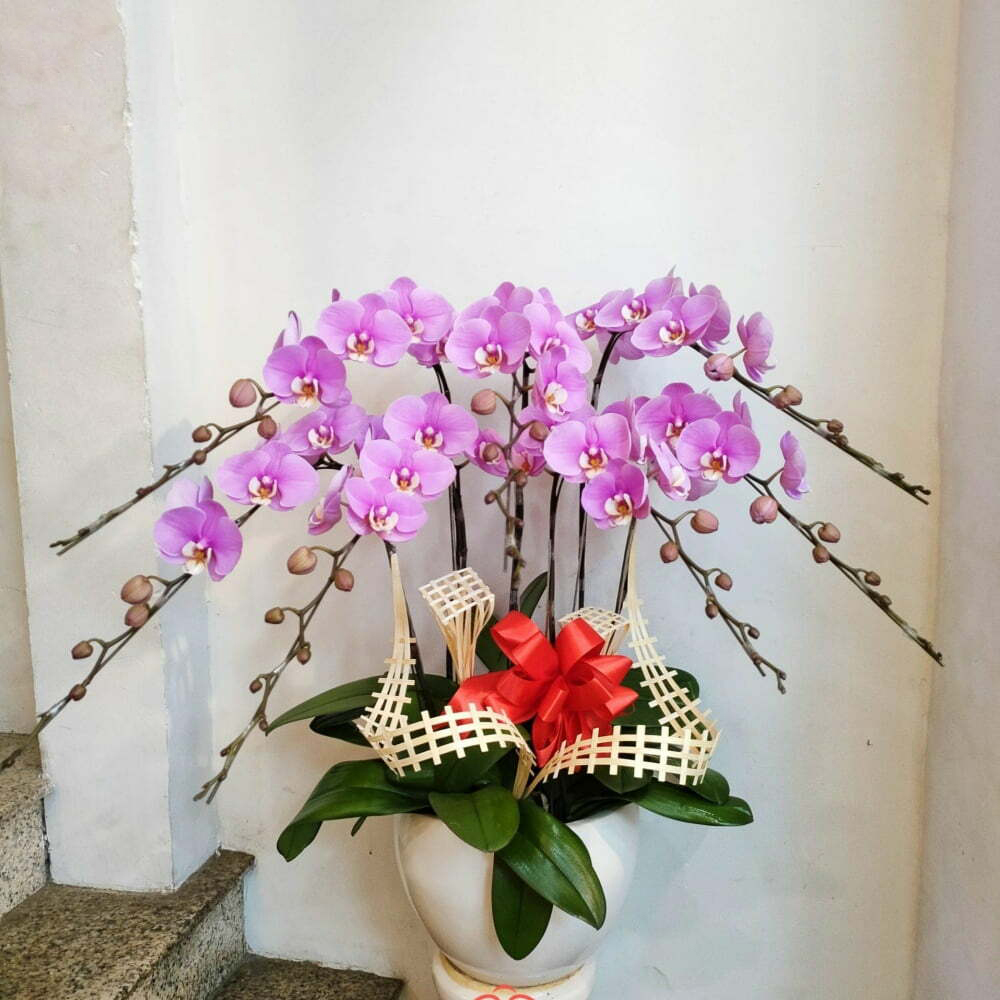 hoa lan hồ điệp