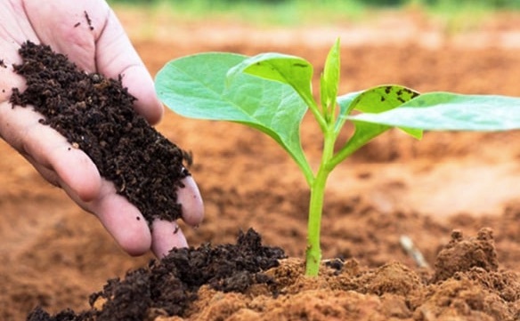 phân bón vi lượng