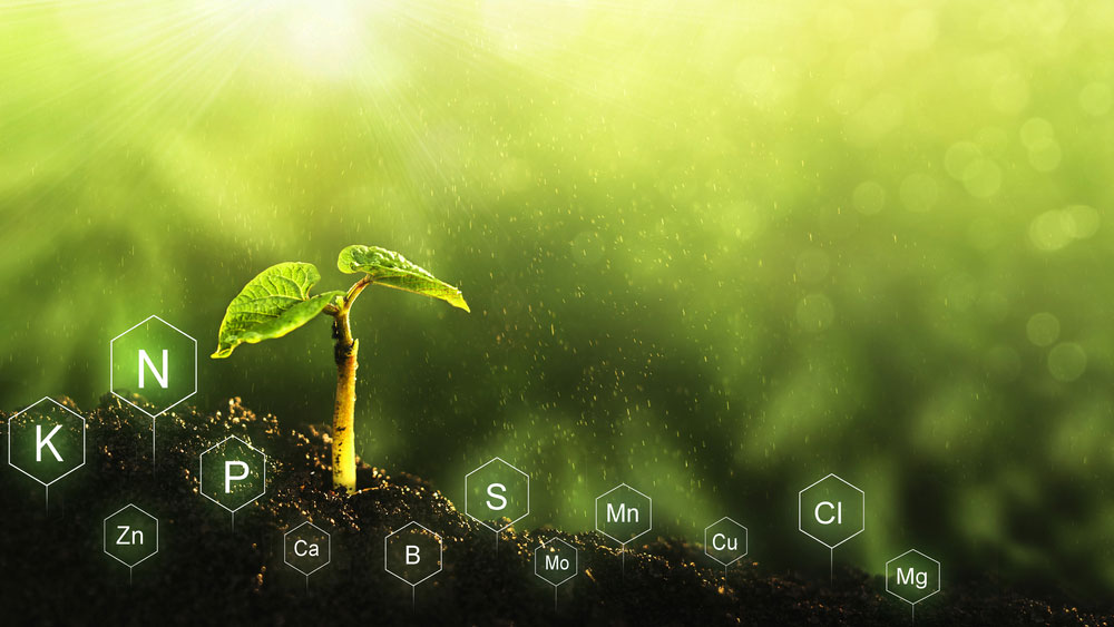 phân bón vi lượng