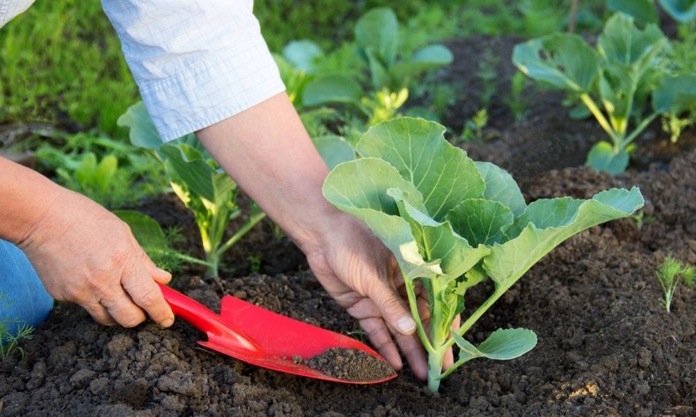 phân bón hữu cơ