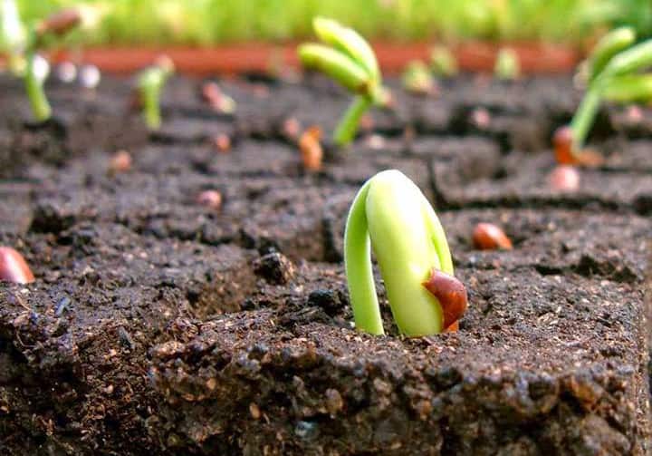 phân bón vi lượng